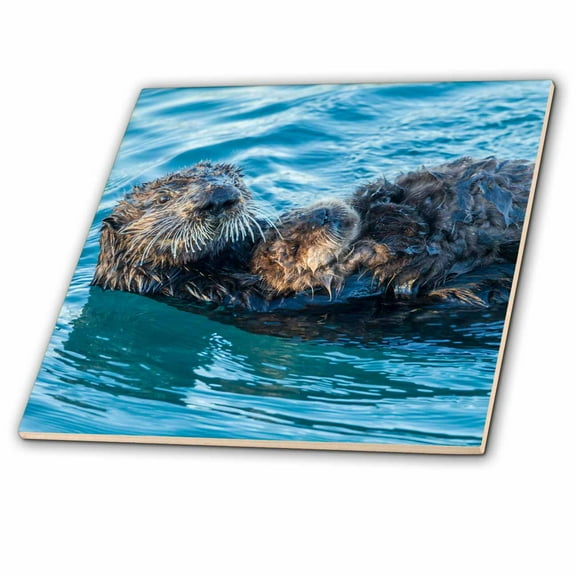 3dRose, USA, California, Morro Bay. Sea otter parent and pup., 6 Inch Ceramic Tile