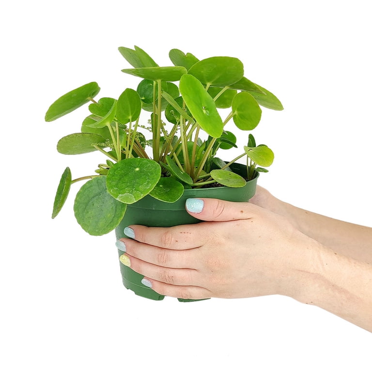 real palm plants Large Majesty Palm Houseplant with Planter - Large (3-4' tall) Sand Planter
