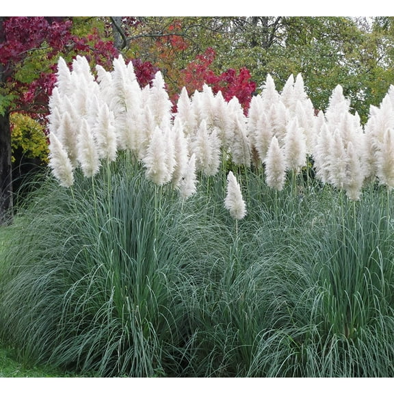 Giant White Pampas Grass Seeds - 500 Seeds - Ships from Iowa, Made in USA - Ornamental Landscape Grass or Privacy Plant
