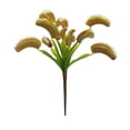 thumbnail image 1 of Plante Attrape-Mouches Venus Verte de 12 Po, 3/sac, 1 of 7