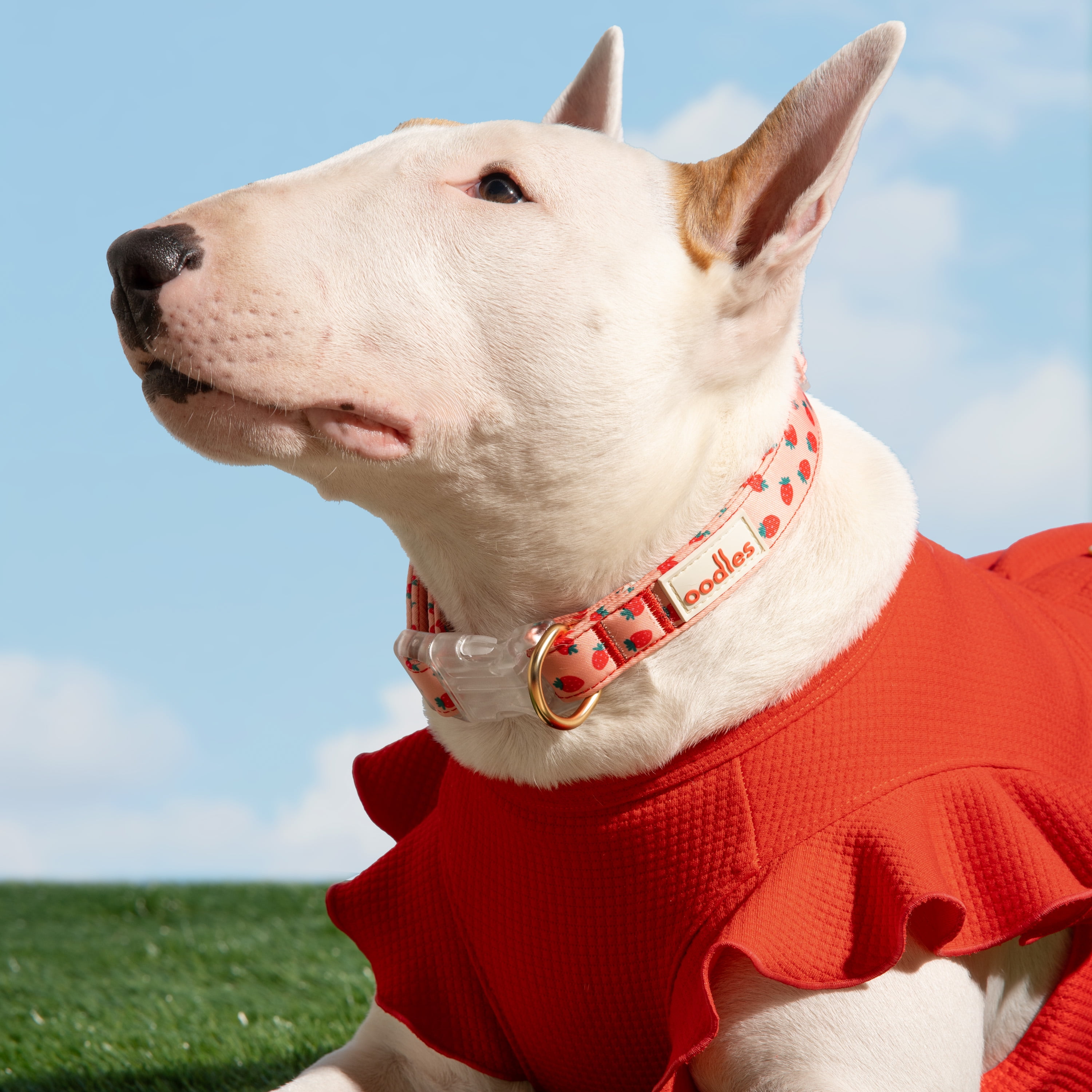Oodles Sweet Strawberry Flutter Dog Dress, Red, Medium