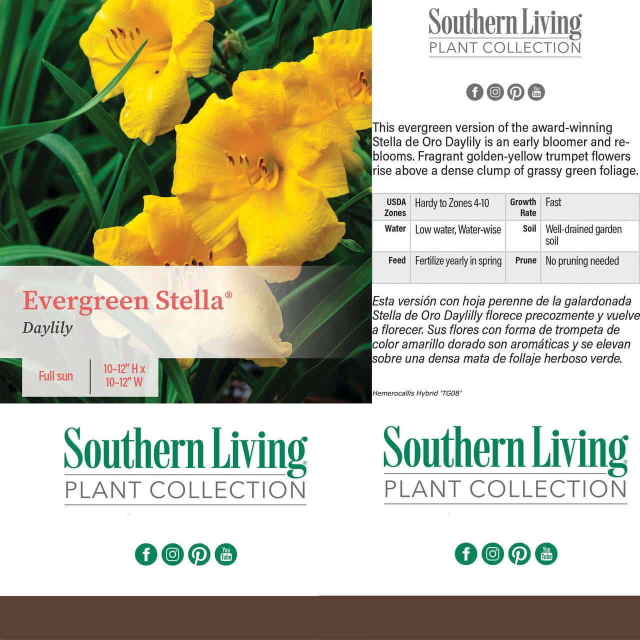 Southern Living Stella Daylily Live Shrub in 1-Gallon Grower Pot