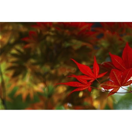 Japanese Maple Leaves - Edmonton Alberta Canada Poster Print - 38 x 24 in. - Large