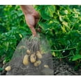 thumbnail image 7 of 2 Pack Plant Root Guard Baskets,Stainless Steel Wire Baskets Protect Plant Roots,Gopher Wire Speed Baskets,Stainless Steel Mole and Vole Baskets for Garden Plant Root Protection, 3 Gallon, 7 of 7