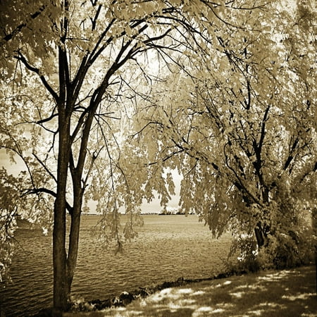 Hopewell Shores Sepia Sq I Amazing Best Sepia Willow Modern Lovely Oak Rippling Poster