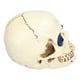 thumbnail image 4 of Adornos de calavera, adornos de calavera, adornos de calavera de diamantes de imitación de calavera de Halloween ligeros y vívidos, rendimiento de alta gama, 4 of 8
