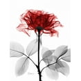 thumbnail image 2 of Koetsier, Albert 19x24 White Modern Wood Framed Museum Art Print Titled - Rose 18, 2 of 4