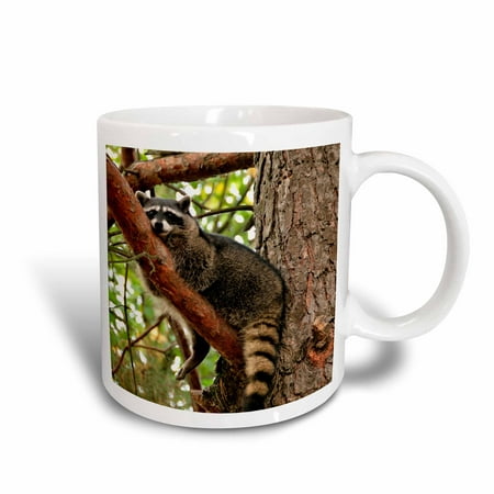 3dRose Oregon, Portland. Raccoon wildlife in conifer tree - US38 BJA0484 - Jaynes Gallery, Ceramic Mug,