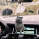 thumbnail image 4 of Adorno Colgante Para Coche Con Gato Y Perro, Decoración Para El Espejo Retrovisor, Decoración Divertida Para El Avión, 4 of 4