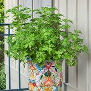 Bonnie Plants Citronella 2.32 qt.