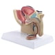 thumbnail image 2 of 1:2 Male Pelvic Sagittal Section Testicular Prostate Bladder Rectal Urinary System Model, 2 of 5