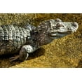 thumbnail image 2 of Smithsonian Institution 24x17 White Modern Wood Framed Museum Art Print Titled - Chinese Alligator, 2 of 4