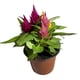 thumbnail image 4 of planta celosia 5", 4 of 6
