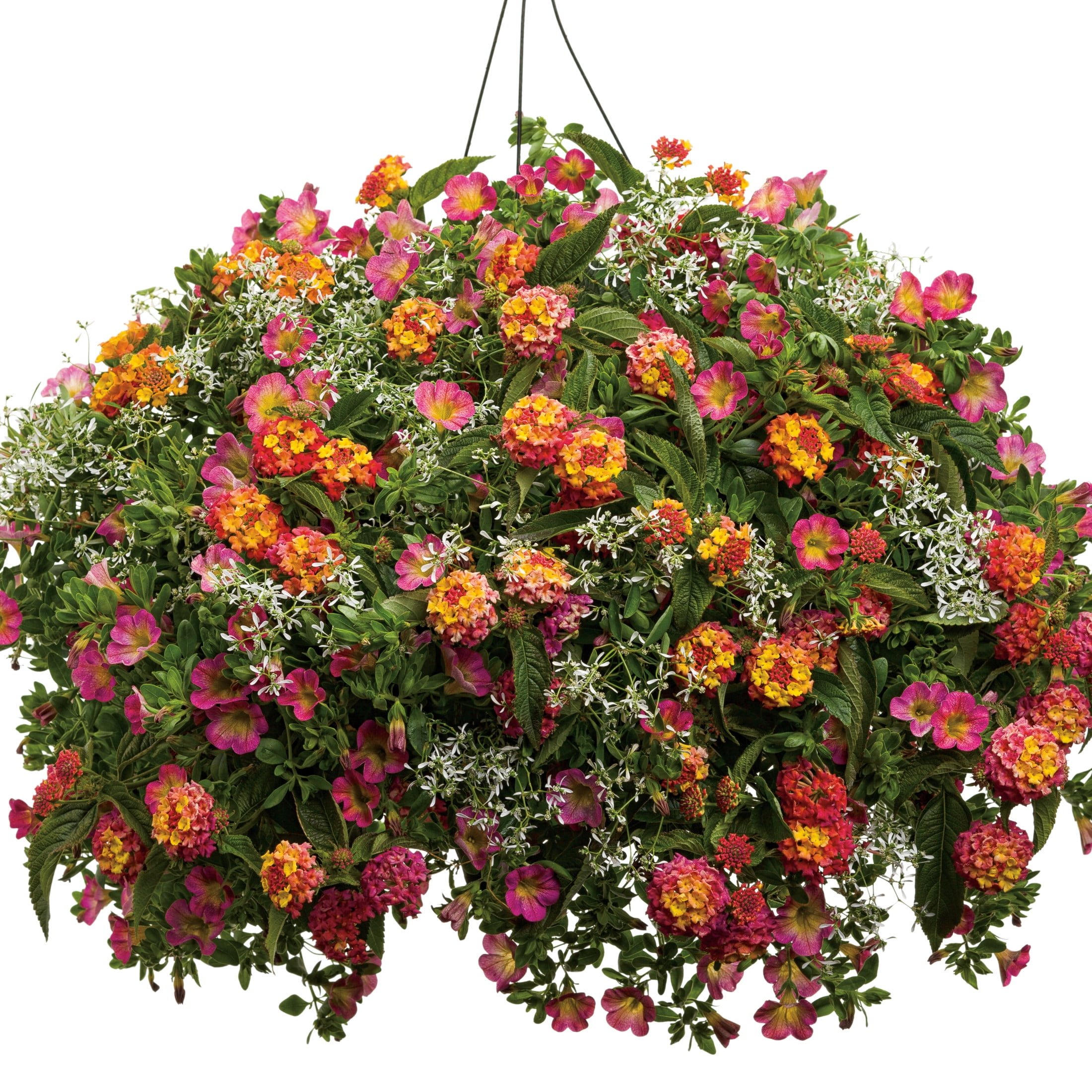 Proven Winners 4" White Diamond Frost Euphorbia Live Plant in 4.25" Pot (4 Count)