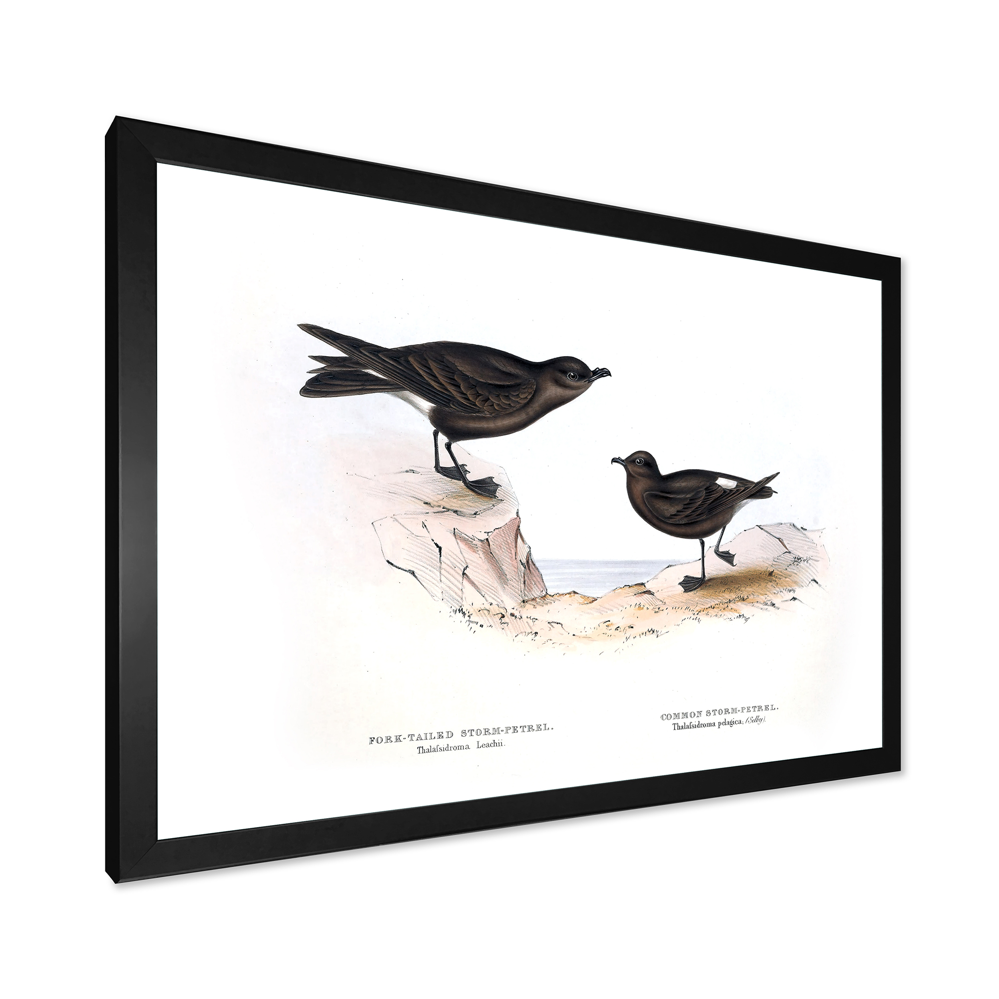 Designart 'Ancient Bird Of Europe III' Traditional Framed Art Print