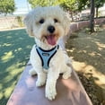 thumbnail image 5 of Voyager Step-in Air All Weather Mesh Harness and Reflective Dog 5 ft Leash Combo with Neoprene Handle, for Small, Medium and Large Breed Puppies - Baby Blue/Black Trim, Medium, 5 of 9