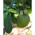 thumbnail image 2 of Shauvuot Kosher Moringa and Soursop Healthy Tea- 3-PACK, 2 of 5