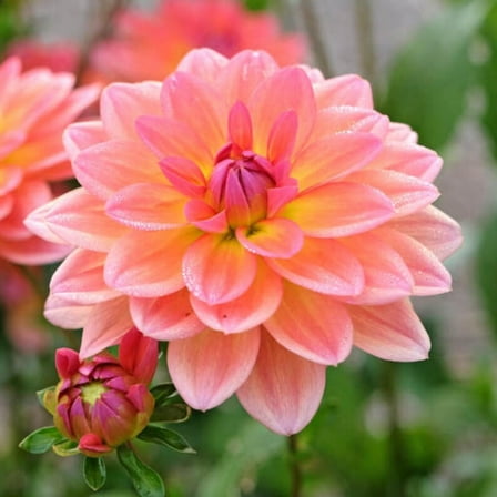 40 Seeds - Pacific View Dahlia Seeds - Pollinator Friendly - - Heirloom Flower Seeds Mix for Gardens