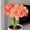 A, variant on Amaryllis for Planting - Easy to Grow & Quick Sprouting Garden Decoration( No Artificial )