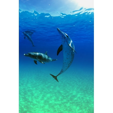 Spotted Dolphin - Atlantic Spotted Dolphins In The Bahamas Stretched Canvas - Carson Ganci Design Pics (11 x 17)