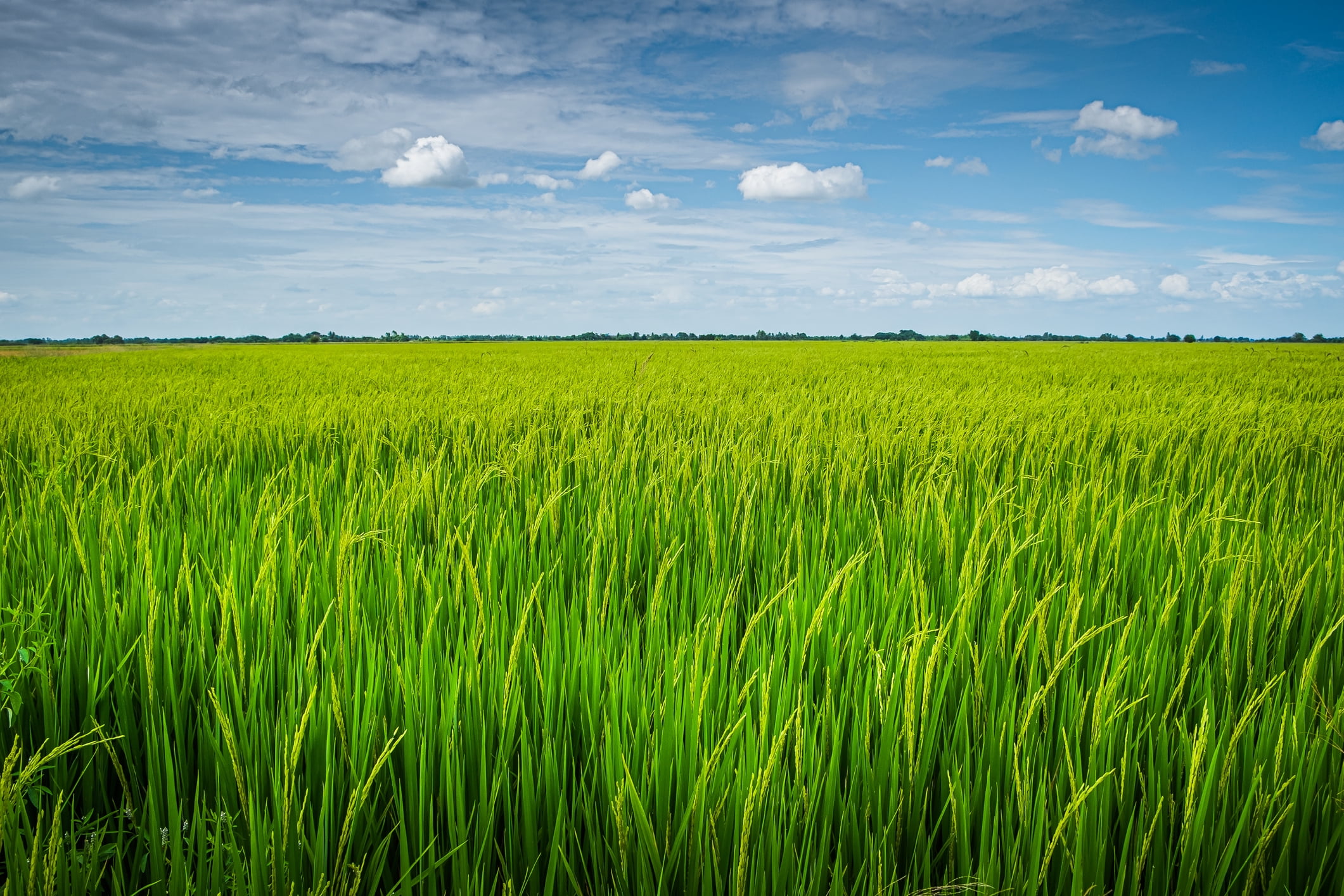 Rice, Long Grain Brown, 40LB Emergency Bucket, USA Grown, USDA Certified Organic & GMO Free, Sustainable Farming Practices-Mountain High Organics