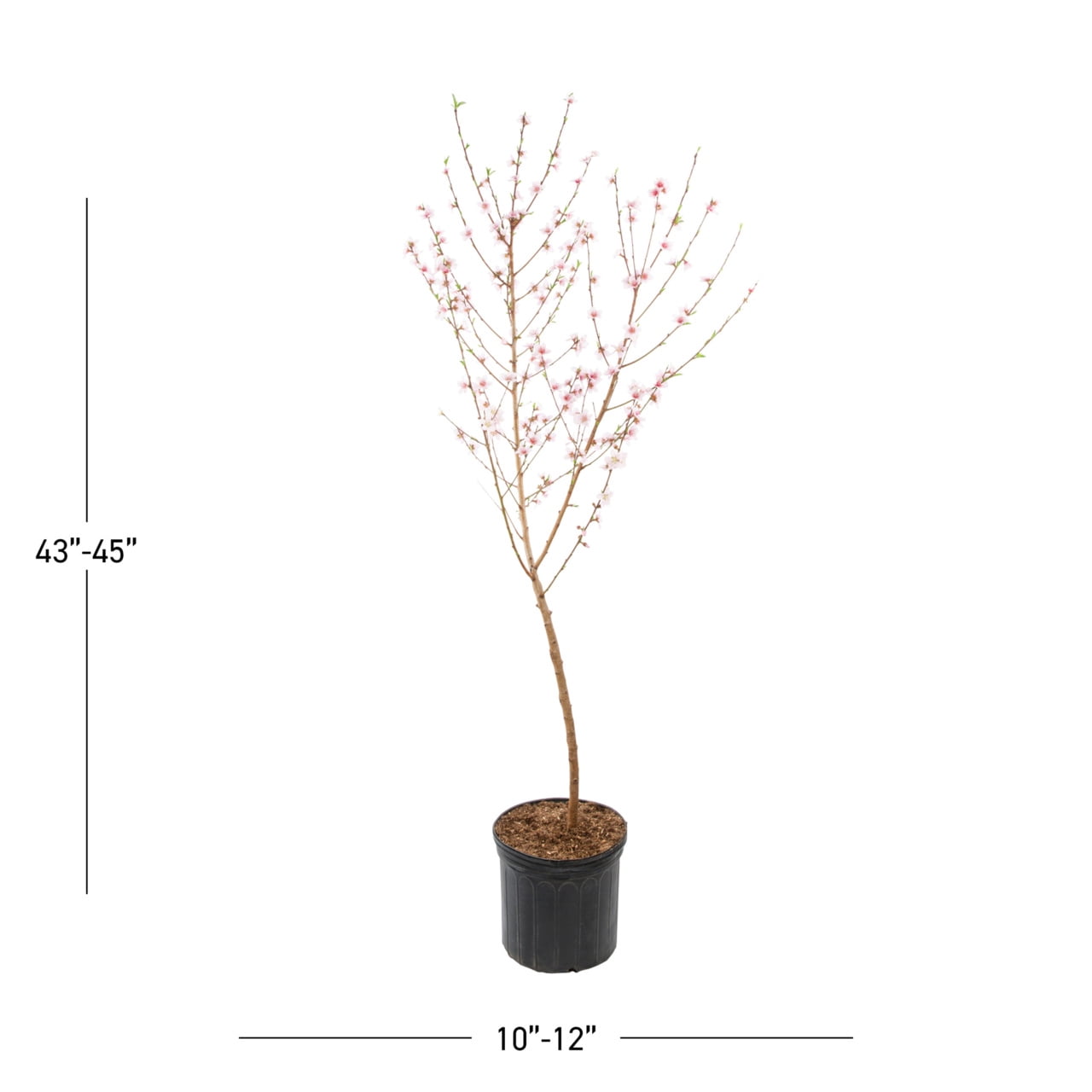 Expert Gardener Hale Haven Peach Tree Live Tree in 3.75-Gallon Grower Pot