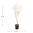 thumbnail image 3 of Expert Gardener 3.75gal Peach Hale Haven Live Tree Plant Sun, 3 of 6