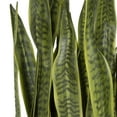 thumbnail image 3 of Uttermost Fasita Contemporary Metal Planter in Black/Antique Brass, 3 of 3