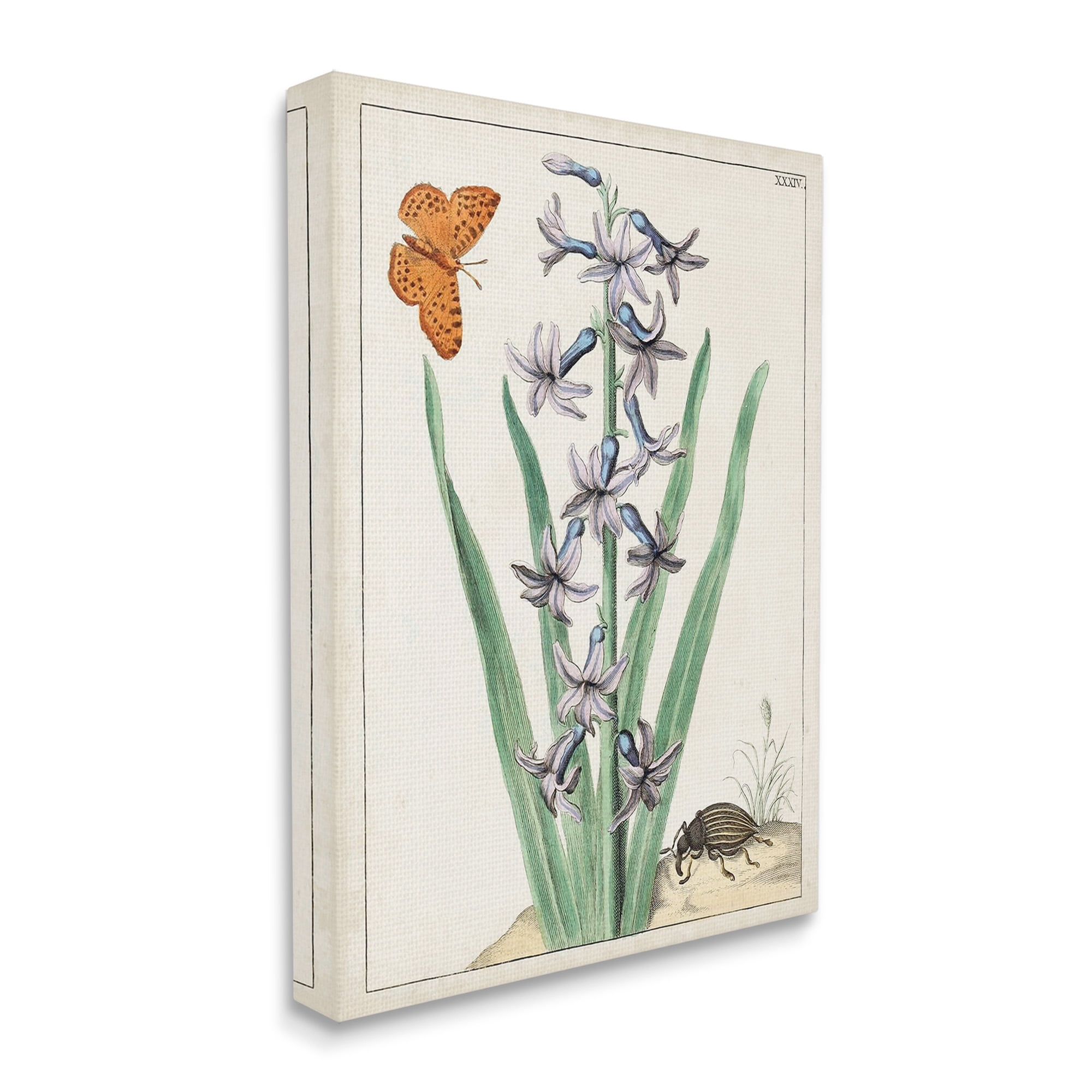 Stupell Industries Vintage Plant & Beetle Botanical & Floral Painting Gallery Wrapped Canvas Art Print Wall Art, 16 x 20