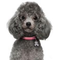 thumbnail image 1 of Caniche Chiot - Peinture Diamant DIY, 1 of 6