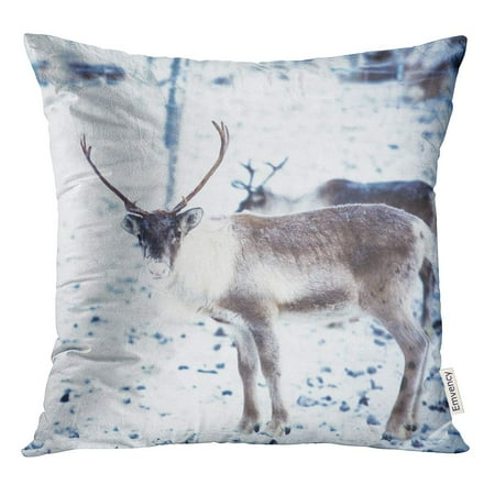 Reindeer Cushion STOAG Group Herd of Caribou Reindeers Pasturing in Snowy Landscape Northern Throw Pillowcase Cushion Case Cover 16x16 inch ()