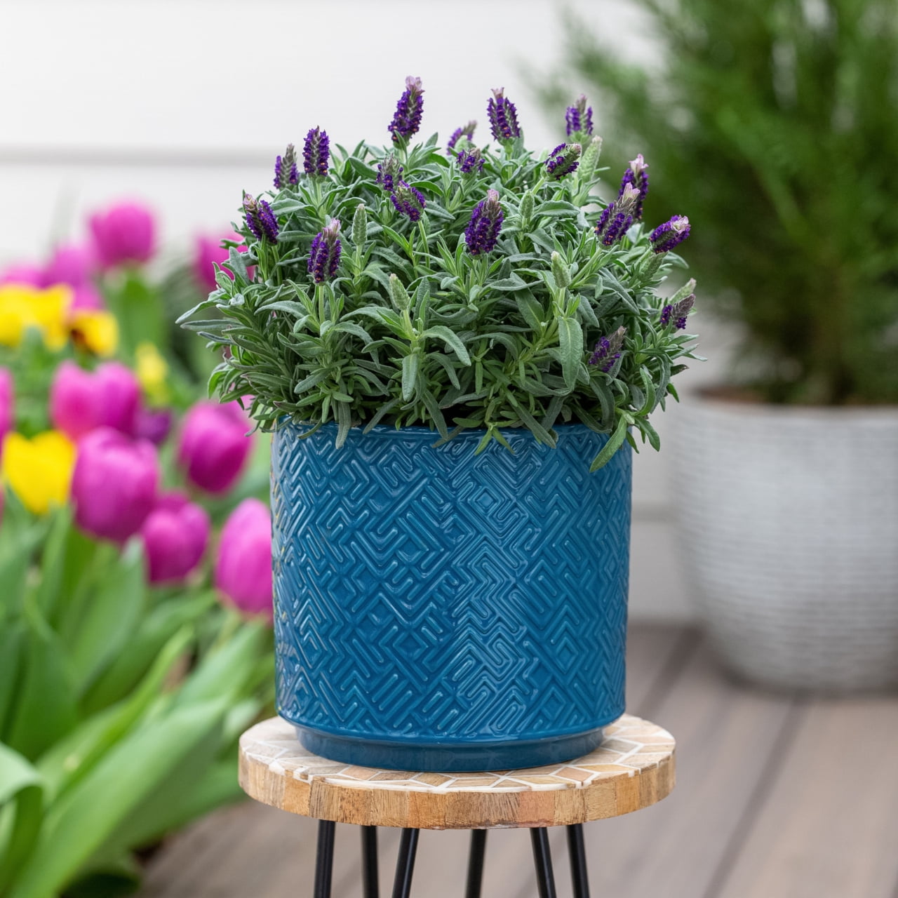 Better Homes & Gardens 2QT Purple Lavender Live Perennial Plant Sun 3-Pack