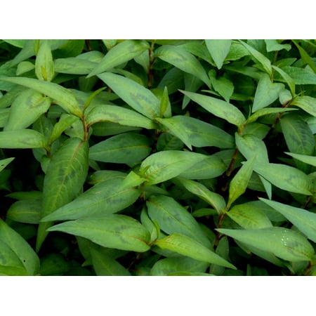 Vietnamese Coriander Plant - rau ram - daun kesom - 4