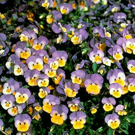 Expert Gardener No Shade 6 Pack Viola