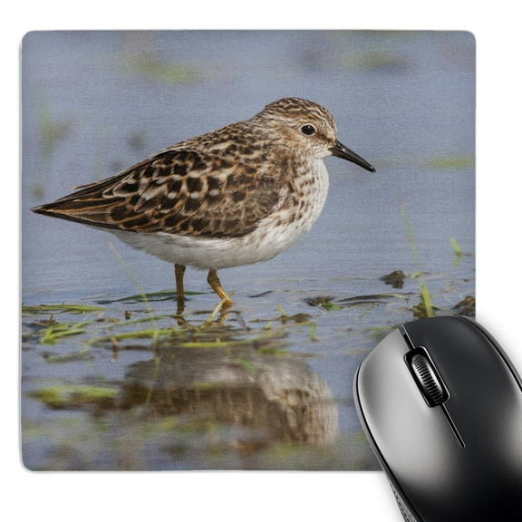 3dRose, Least sandpiper foraging in mud flats, MousePad