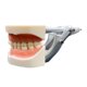 thumbnail image 2 of Modelo de diente estándar,Modelo de diente estándar dental para enseñar a adultos,Modelo de dentadura postiza Modelo de estudio de dientes Suministros para niños,Modelo de diente de, 2 of 9