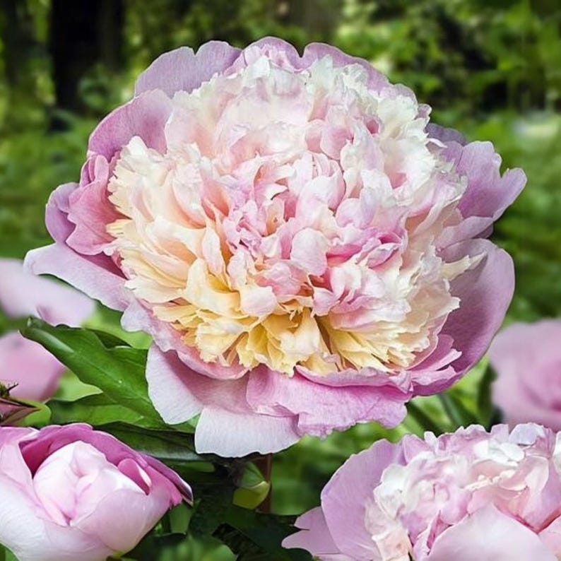 10 Rare Madame Clot Peony Seeds - Heirloom Peony Seeds for Garden Blooms