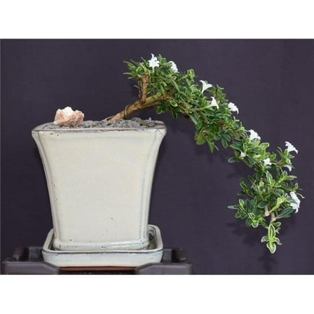 Bonsai Boy of   York b2079 Flowering Mount Fuji Serissa Bonsai Tree Cascade Style - Serissa Foetida