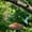 🌺Black_Hot#829, variant on Hanging Bird Feeder Tray Metal Mesh Bird Table for Garden Yard Outdoor Wild Bird Feeding