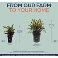 thumbnail image 2 of Nature's Way Farms Croton Mamey Live Plant (18-24 in. Tall) in Grower Pot, 2 of 5