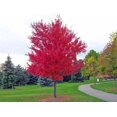 thumbnail image 1 of HJADGG Maple Tree Seeds-RED Maple-Acer Rubrum-Site Tolerant Shade Tree-50 Seeds, 1 of 1