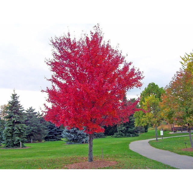 HJADGG Maple Tree Seeds-RED Maple-Acer Rubrum-Site Tolerant Shade Tree-50 Seeds