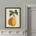 thumbnail image 4 of Wexford Home Antique Pear Botanical II-Framed - Black - 16X22, 4 of 4