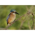 thumbnail image 2 of Morris, Arthur 14x11 Black Ornate Wood Framed with Double Matting Museum Art Print Titled - Kenya, Lake Baringo Pygmy kingfisher perched, 2 of 4