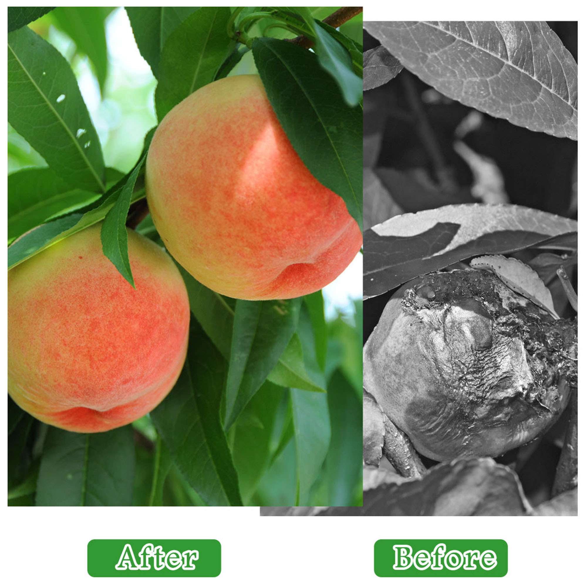 Spencer 5.9ftx5.9ft Large Fruit Tree Netting Bags Bird Netting for Garden Protection with Zipper and Drawstring, Garden Netting from Squirrels and Birds Other Animals for Cherry Apple Tree