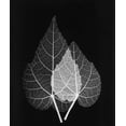 thumbnail image 2 of Koetsier, Albert 15x17 Gold Ornate Wood Framed with Double Matting Museum Art Print Titled - Sage Pair Close Up on Black, 2 of 4