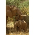 thumbnail image 2 of Grall, Don 13x18 Black Ornate Wood Framed with Double Matting Museum Art Print Titled - Kenya, Samburu NP African Elephant with her baby, 2 of 4