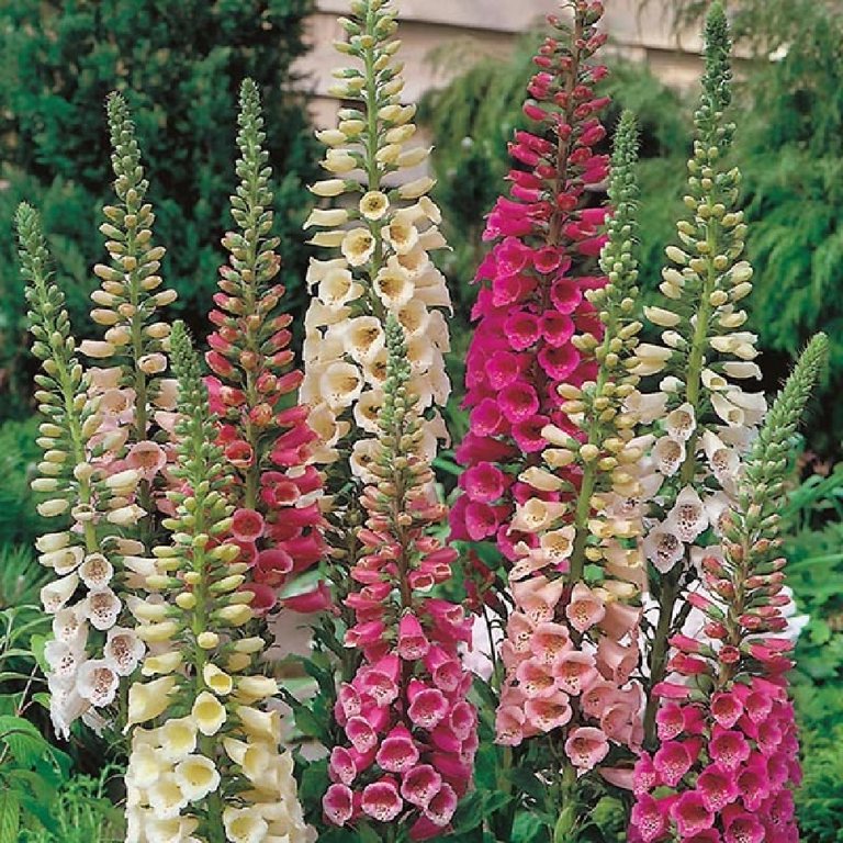 Foxy Foxglove Mix - Digitalis Perennial Plant - Quart Pot - Walmart.com