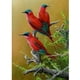 thumbnail image 1 of Taladro Pintura Diamante (DE3422) 5D DIY Completo Pájaro Punto de Cruz Kit Decoración Hogar (W244) 40x50cm Hugtrwg Para estrenar, 1 of 1