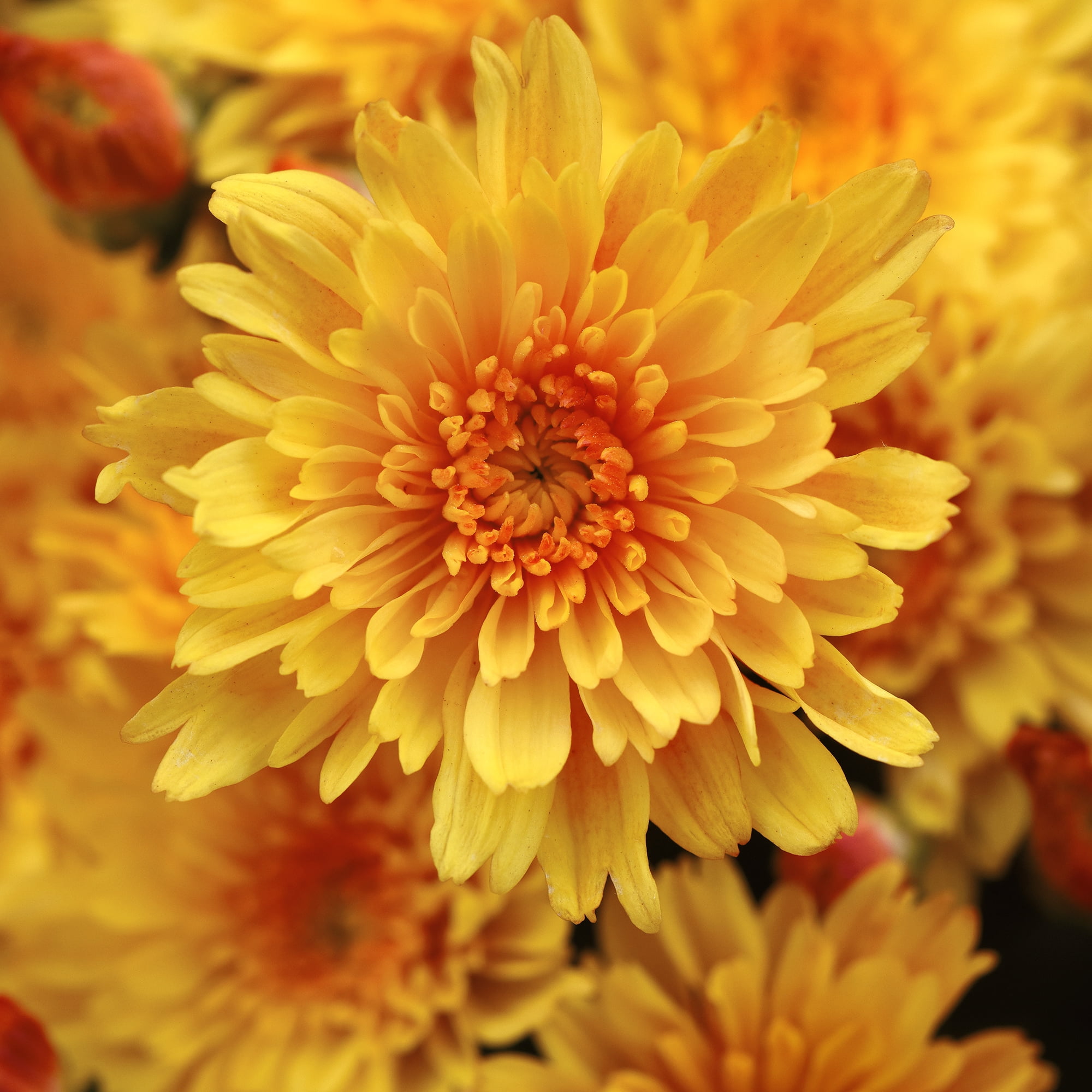 Better Homes & Gardens Sunset Yellow Bicolor Mums Live Plant Garden in 12 in Fall Basket